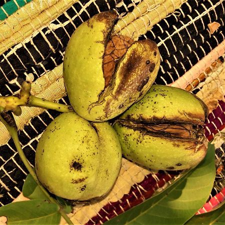 Penzion Pod Orechom ตูร์เชียนสเก เจปลิตเซ ภายนอก รูปภาพ