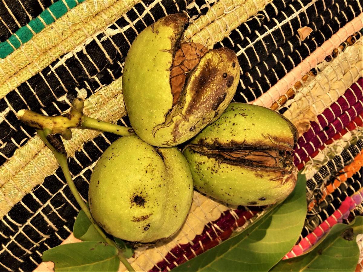 Penzion Pod Orechom ตูร์เชียนสเก เจปลิตเซ ภายนอก รูปภาพ
