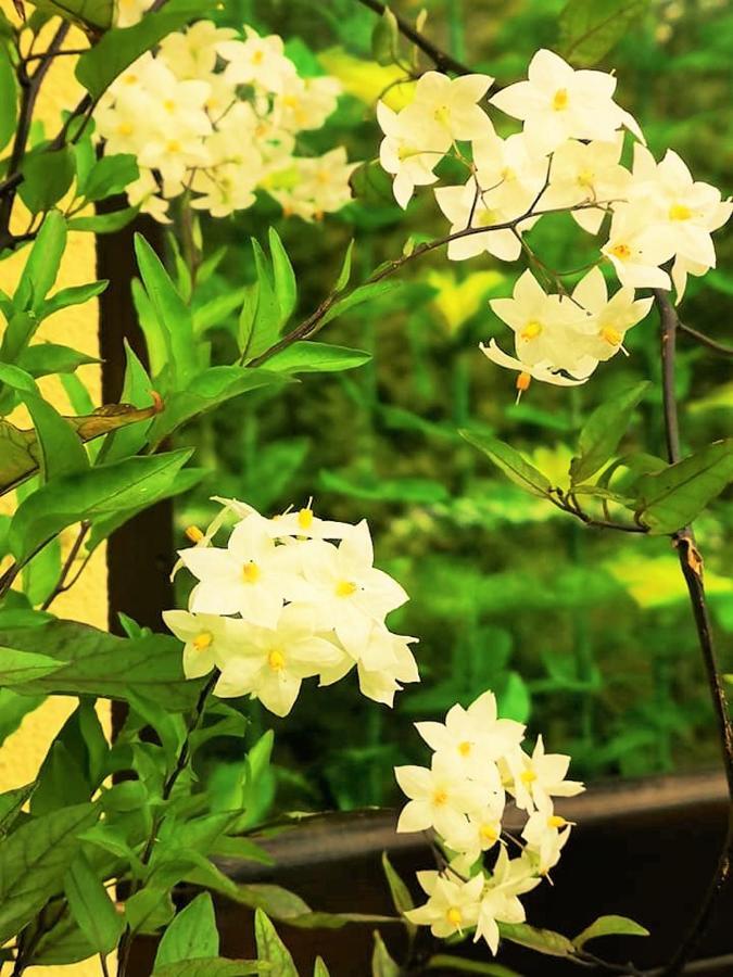Penzion Pod Orechom ตูร์เชียนสเก เจปลิตเซ ภายนอก รูปภาพ
